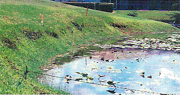 shoreline restoration